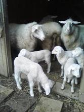 East Friesian sheep with lamb